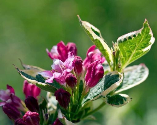 Variegated Weigela