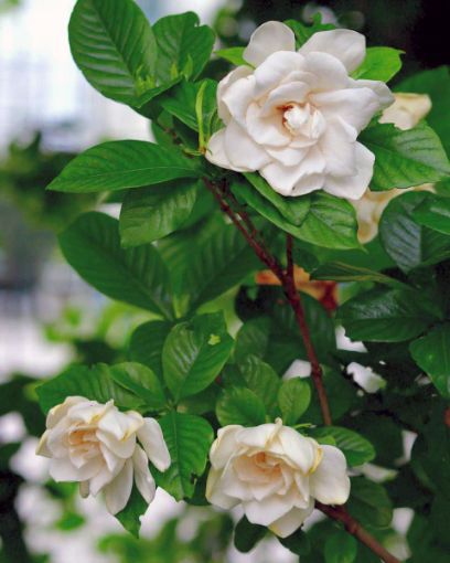 Steady As She Goes™ Gardenia