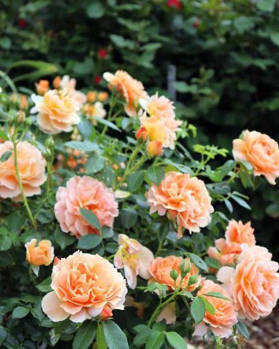 At Last® Apricot Peach Rose