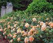 At Last® Apricot Peach Rose