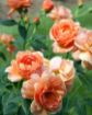 At Last® Apricot Peach Rose