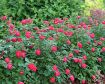 Oso Easy Double Red® Rose