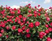 Oso Easy Double Red® Rose