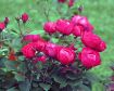 Oso Easy Double Red® Rose