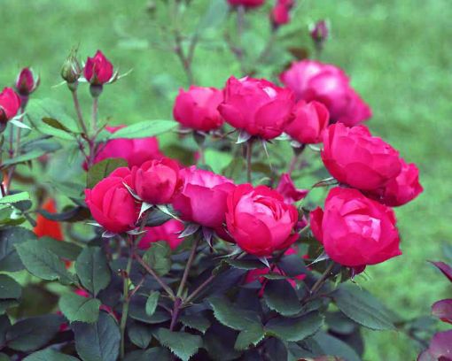 Oso Easy Double Red® Rose