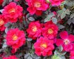 Oso Easy Urban Legend® Rose