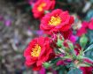 Oso Easy Urban Legend® Rose