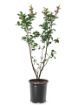 First Editions® Purple Magic Crapemyrtle