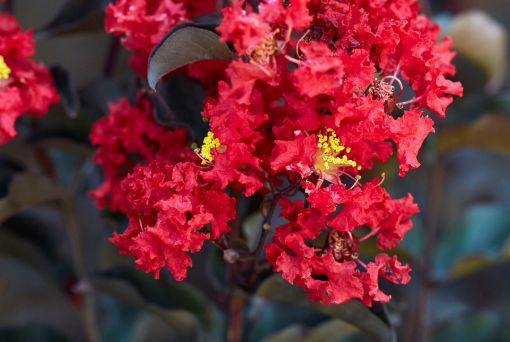 Black Diamond® Crimson Red™ Crapemyrtle