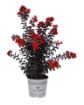 Black Diamond® Crimson Red™ Crapemyrtle