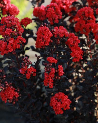 Black Diamond® Radiant Red™ Crapemyrtle