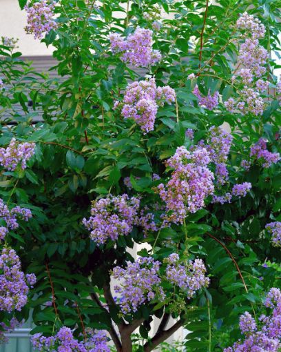 Muskogee Crapemyrtle