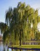 Weeping Willow