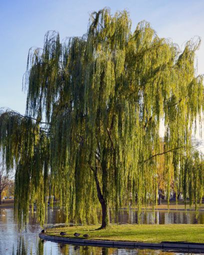 Weeping Willow