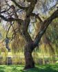 Weeping Willow