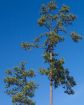 Loblolly Pine