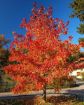 Summer Red Maple