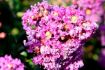 First Editions® Purple Magic Crapemyrtle