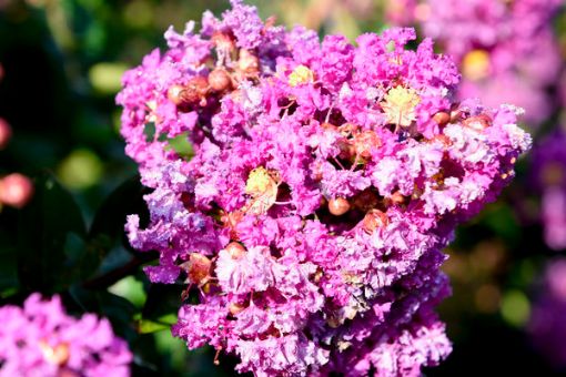 First Editions® Purple Magic Crapemyrtle