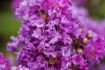 First Editions® Purple Magic Crapemyrtle