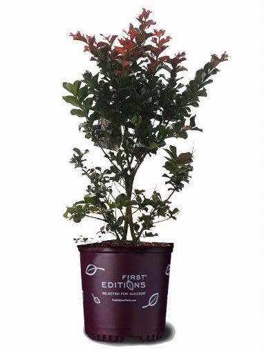 First Editions® Plum Magic Crapemyrtle