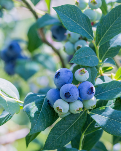 Vernon Blueberry