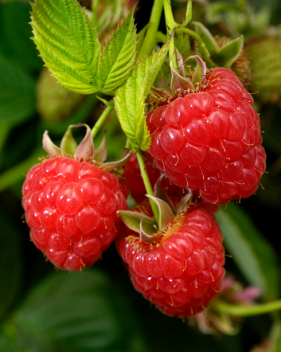 Caroline Raspberry