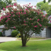 Crapemyrtle (Crape Myrtle)