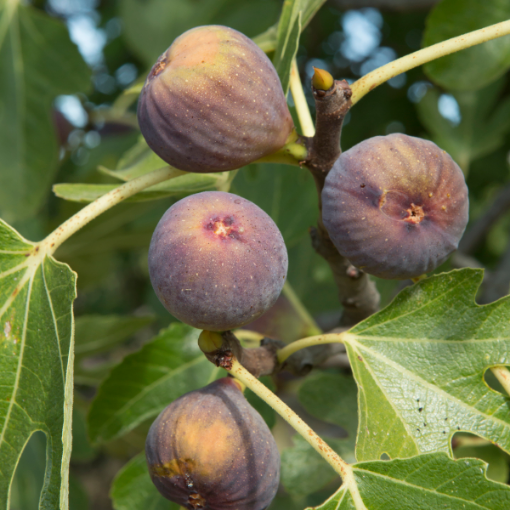 Olympian Fig