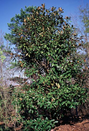 Bracken's Brown Beauty Magnolia