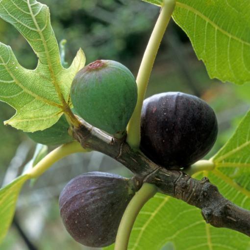 Beer's Black Fig