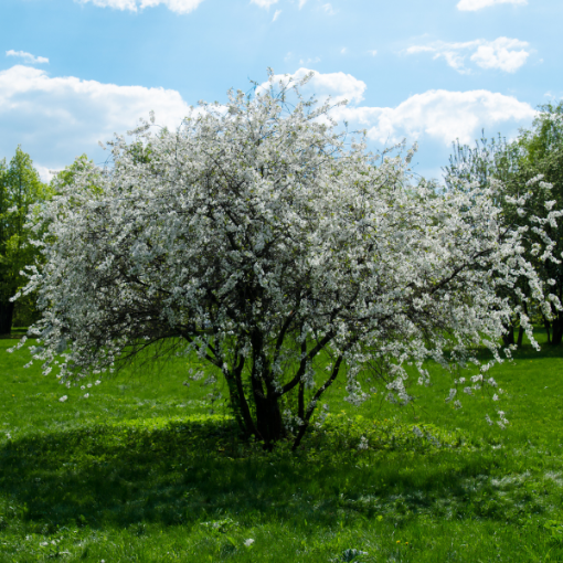 Spring Snow Crabapple