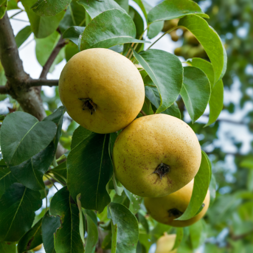 Shinseiki Pear