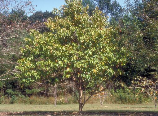 Hachiya Persimmon