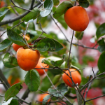 Hachiya Persimmon