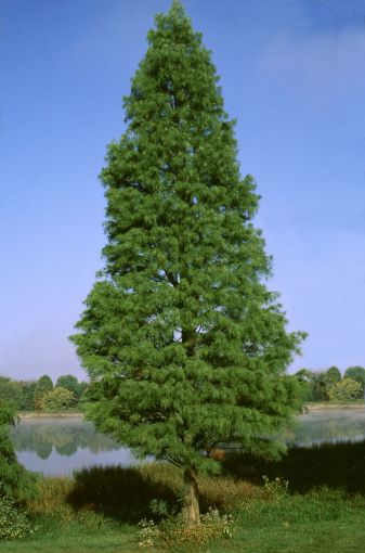 Pond Cypress