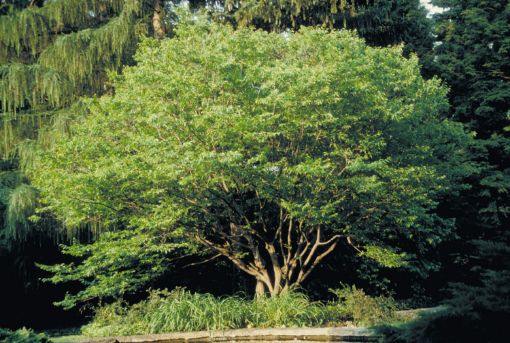 American Hornbeam