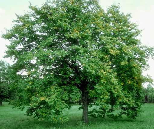 American Hophornbeam