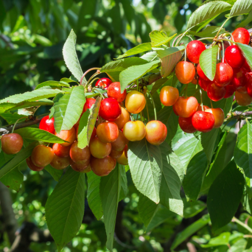 Rainier Cherry