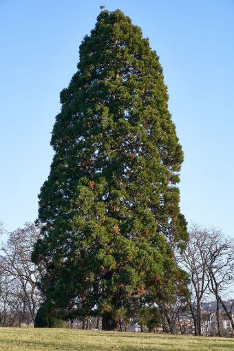 Giant Sequoia