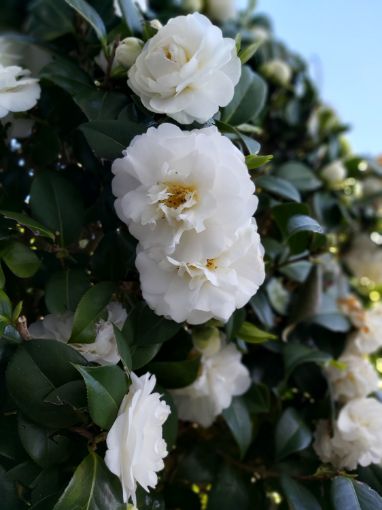 Autumn Rocket Camellia