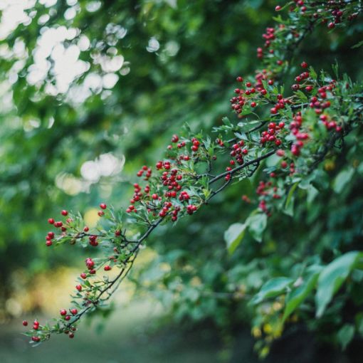 Red Chokeberry