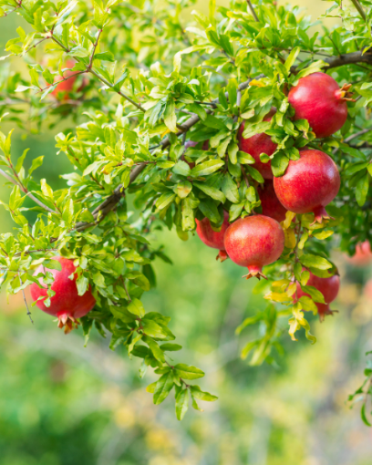 Wonderful Pomegranate