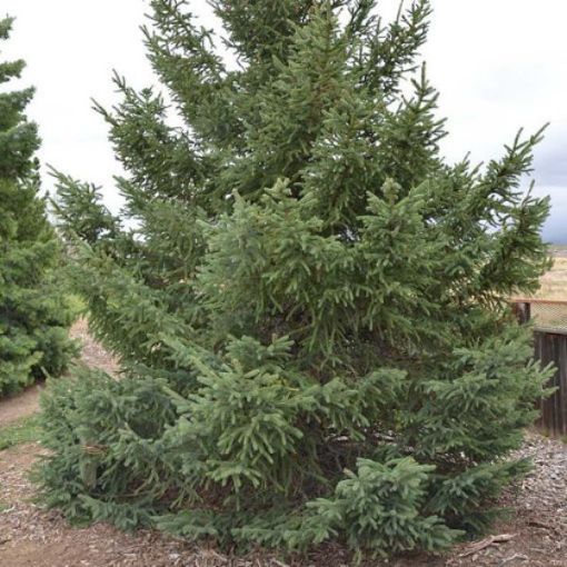 Picture of Black Hills Spruce Seedlings