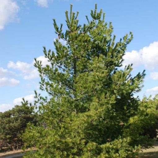 Picture of Eastern White Pine Seedlings