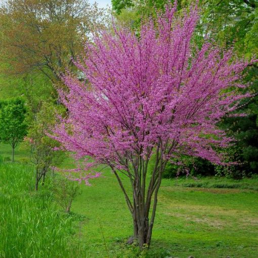 Picture of Redbud Seedlings