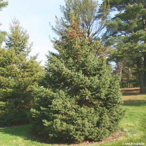 Picture of White Spruce Seedlings