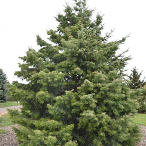 Picture of White Fir Seedlings