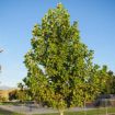 Picture of Tuliptree Seedlings