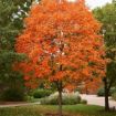 Picture of Sugar Maple Seedlings